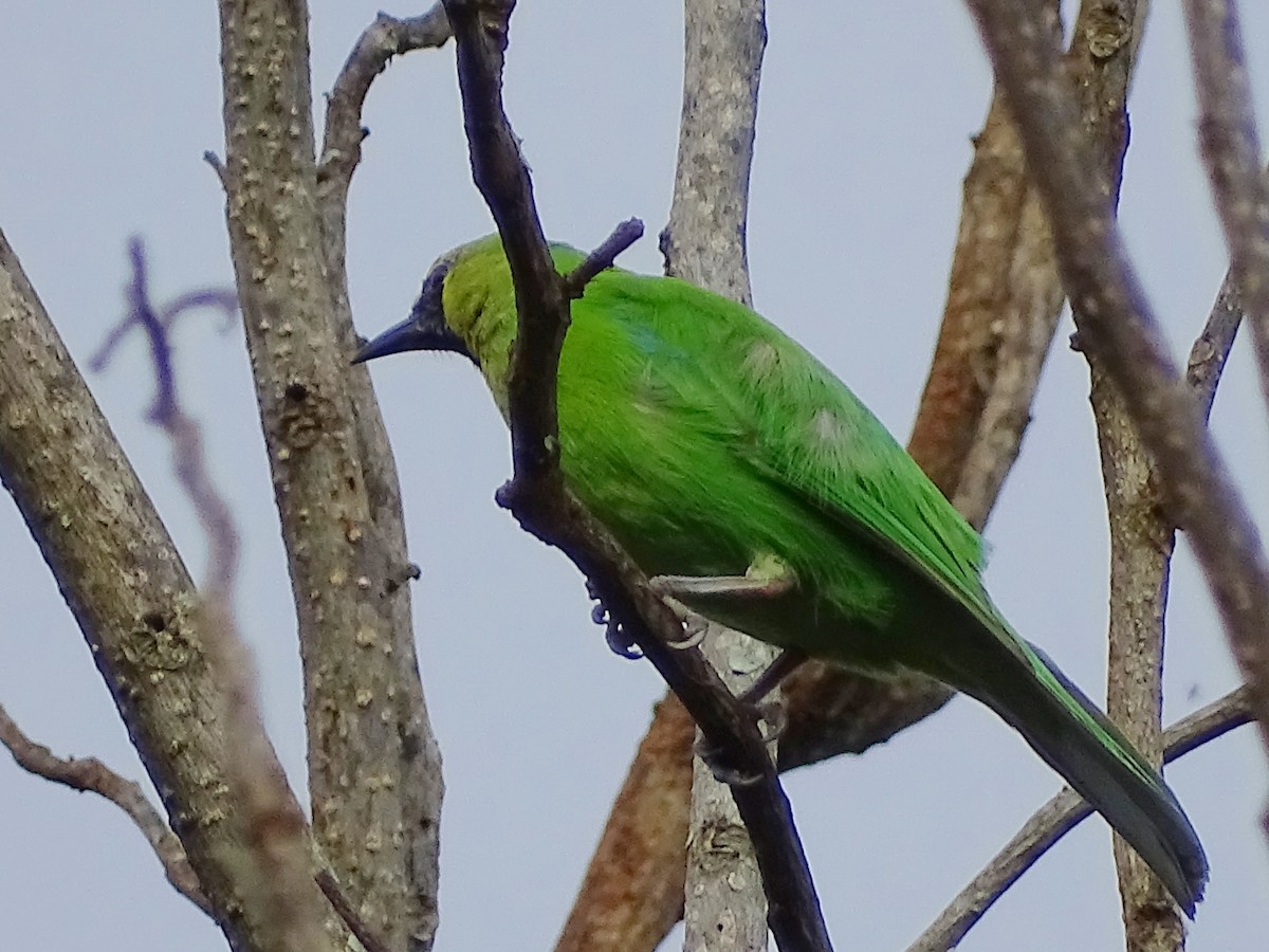 Jerdon's Leafbird - ML620603457