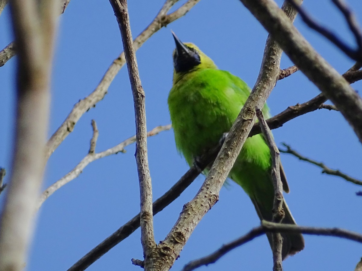 Jerdon's Leafbird - ML620603458