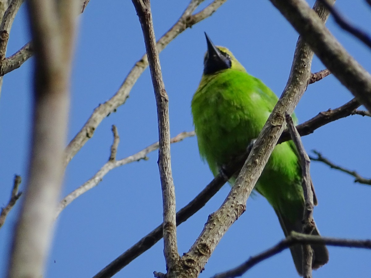 Jerdon's Leafbird - ML620603459