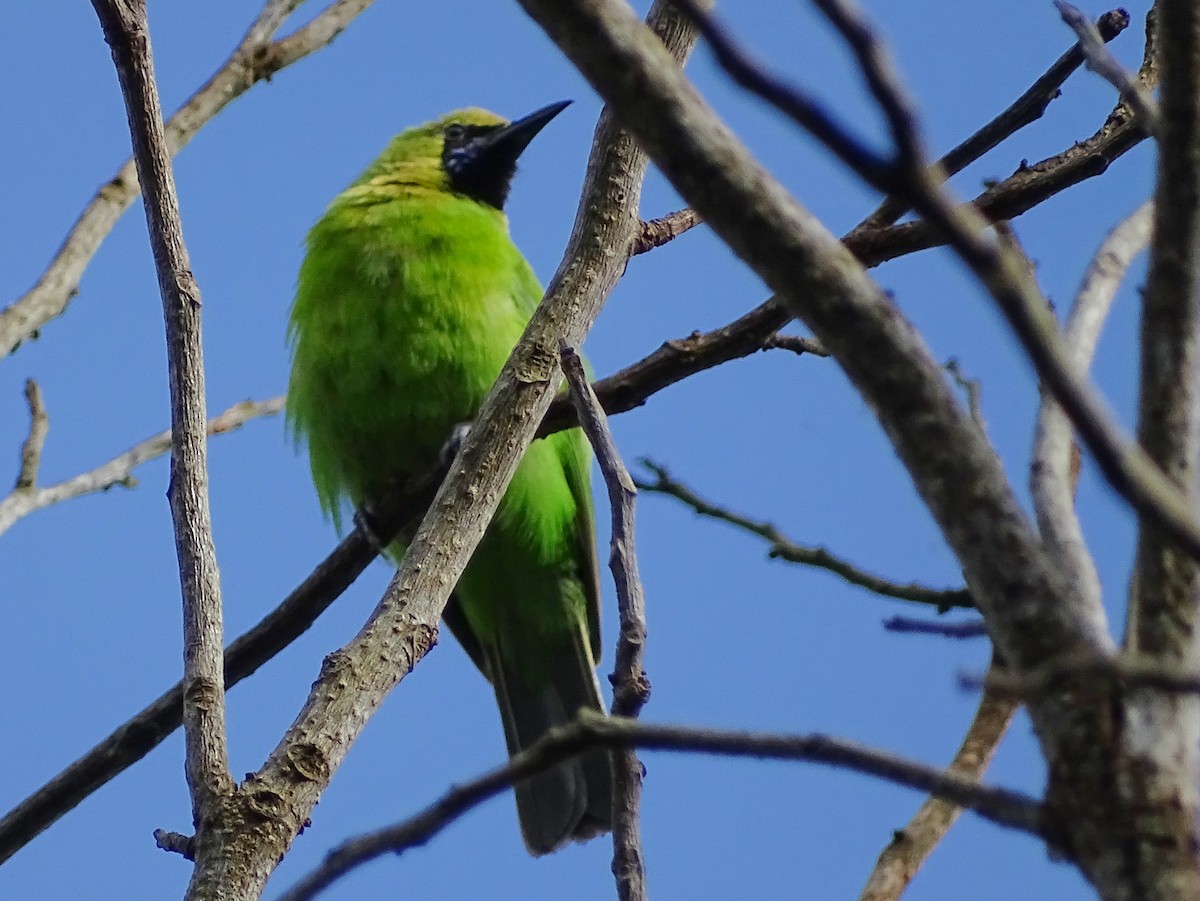 Jerdon's Leafbird - ML620603460