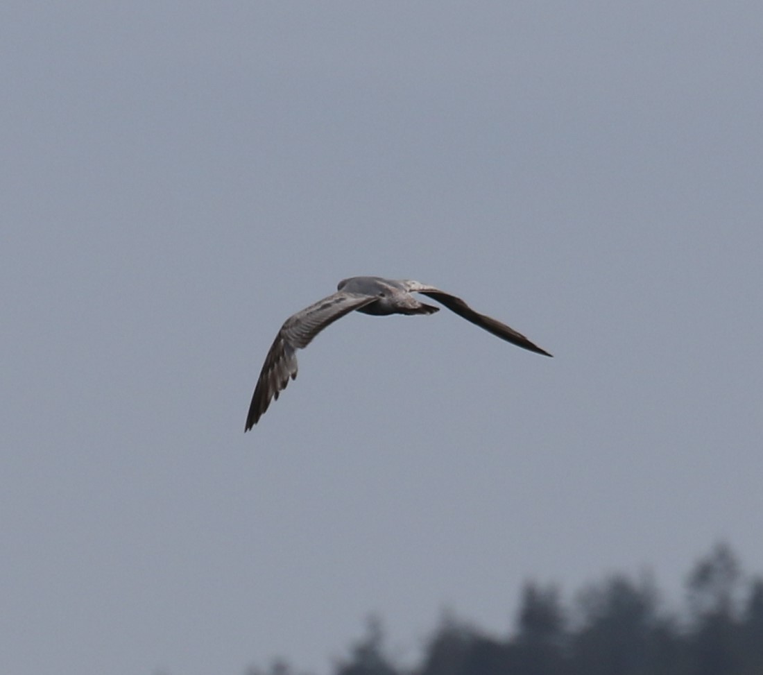 Short-billed Gull - Bradley Waggoner