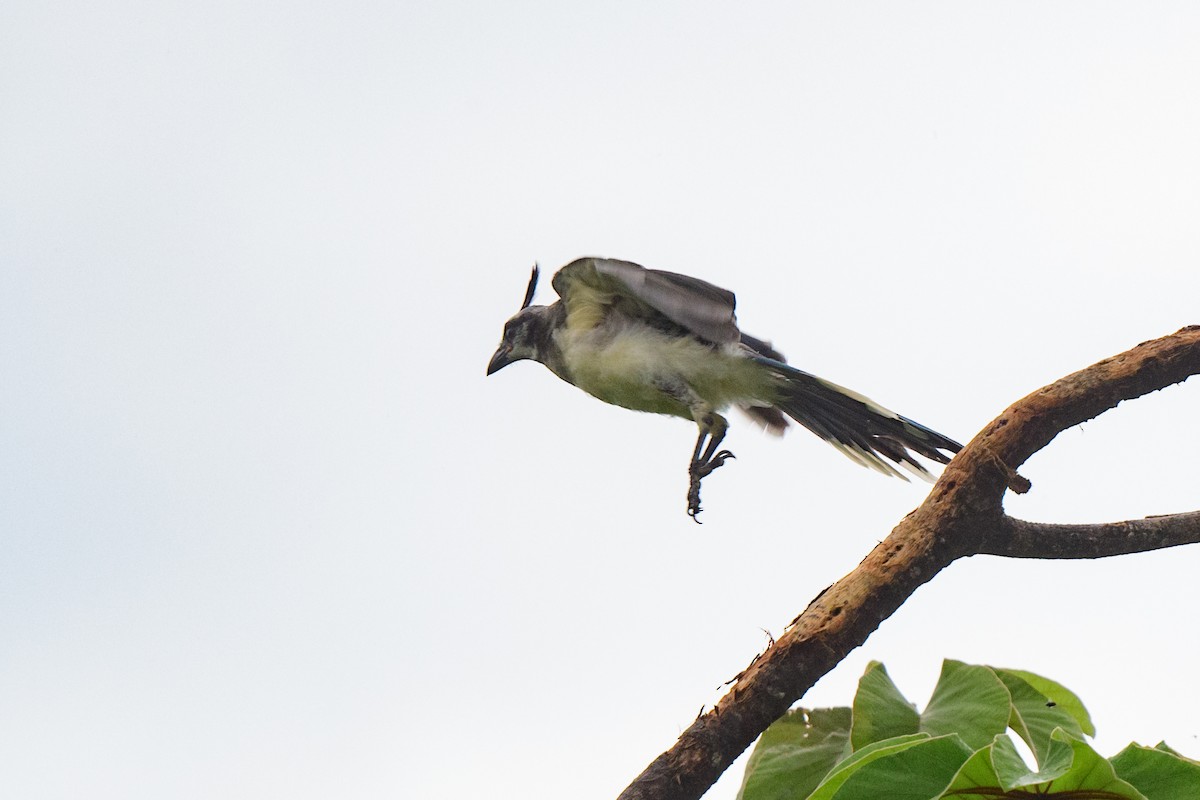 White-throated Magpie-Jay - ML620603467