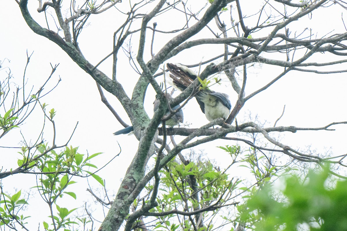 White-throated Magpie-Jay - ML620603468