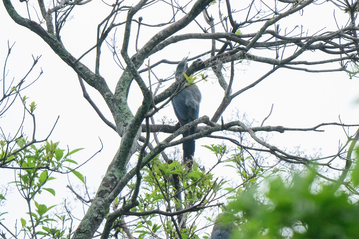 White-throated Magpie-Jay - ML620603469