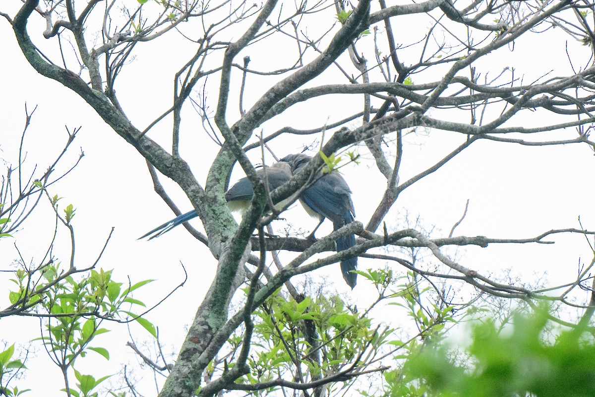 White-throated Magpie-Jay - ML620603470