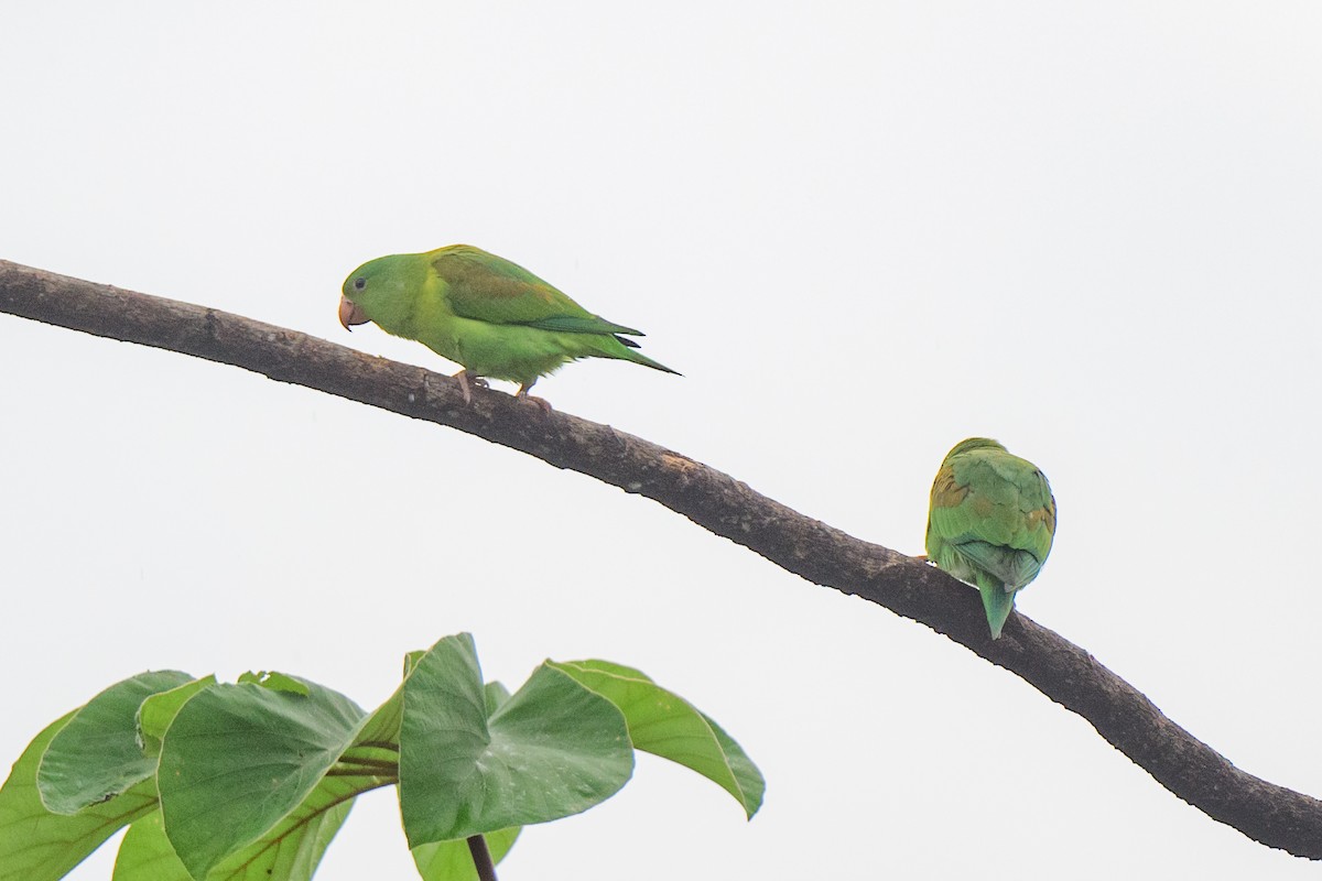 Orange-chinned Parakeet - ML620603474