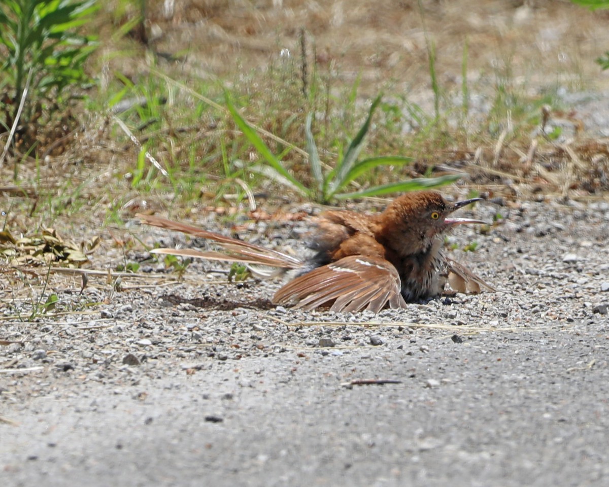 Brown Thrasher - ML620603476