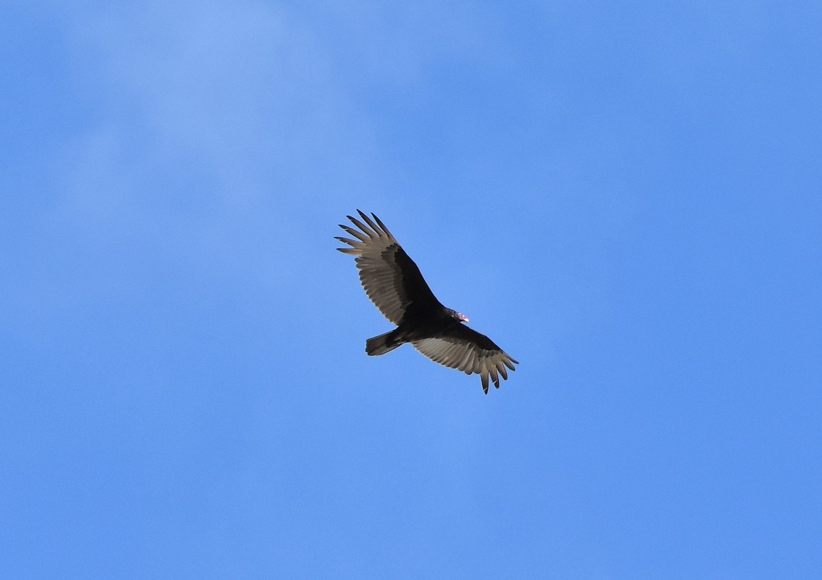 Turkey Vulture - ML620603477