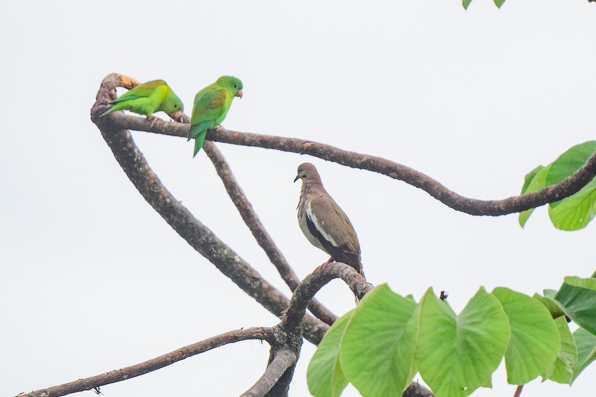 White-winged Dove - ML620603478