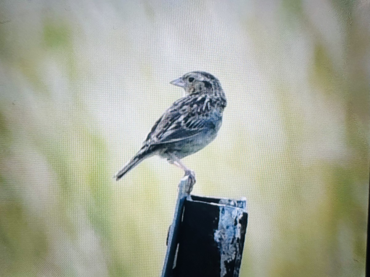 Grasshopper Sparrow - ML620603482