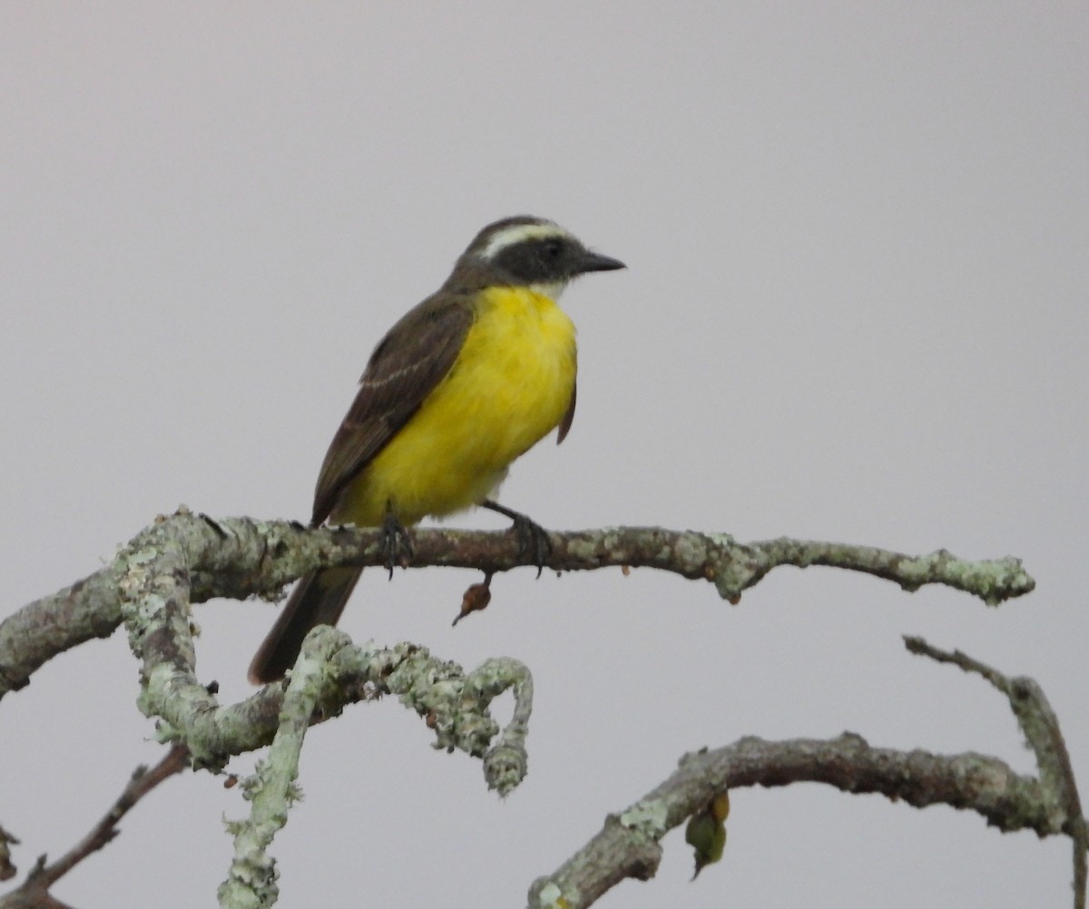 Social Flycatcher - ML620603483