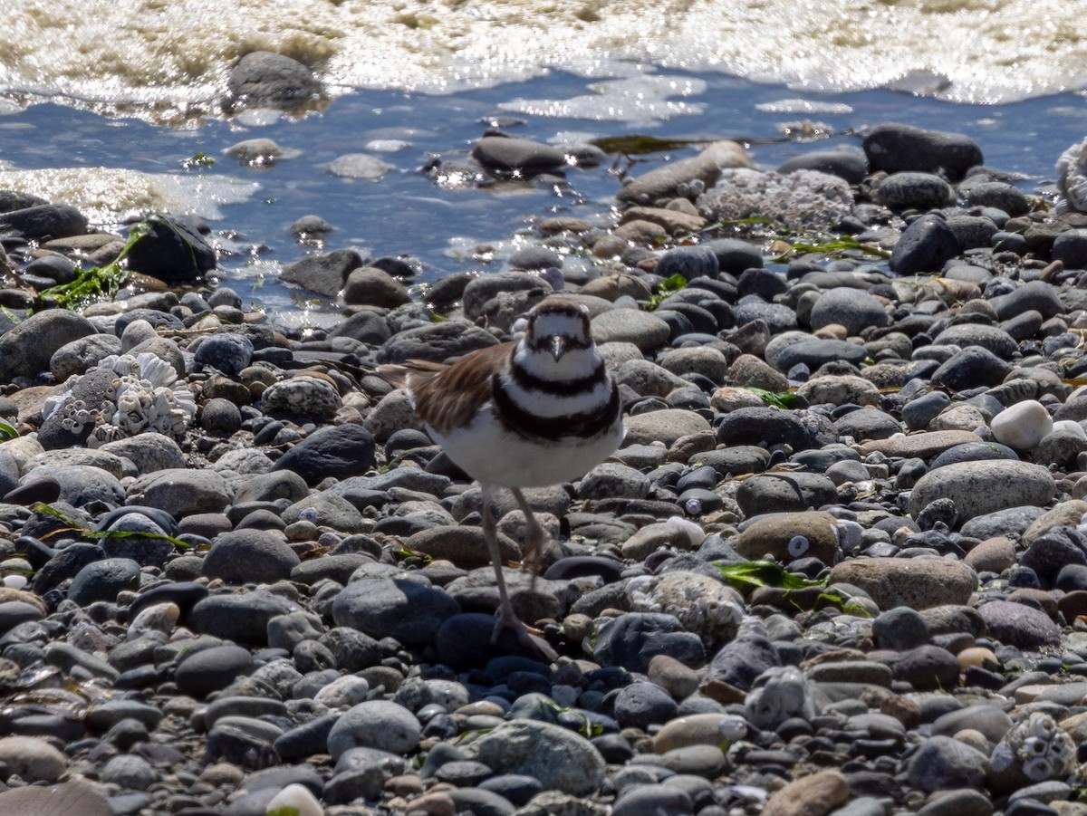 Killdeer - ML620603486