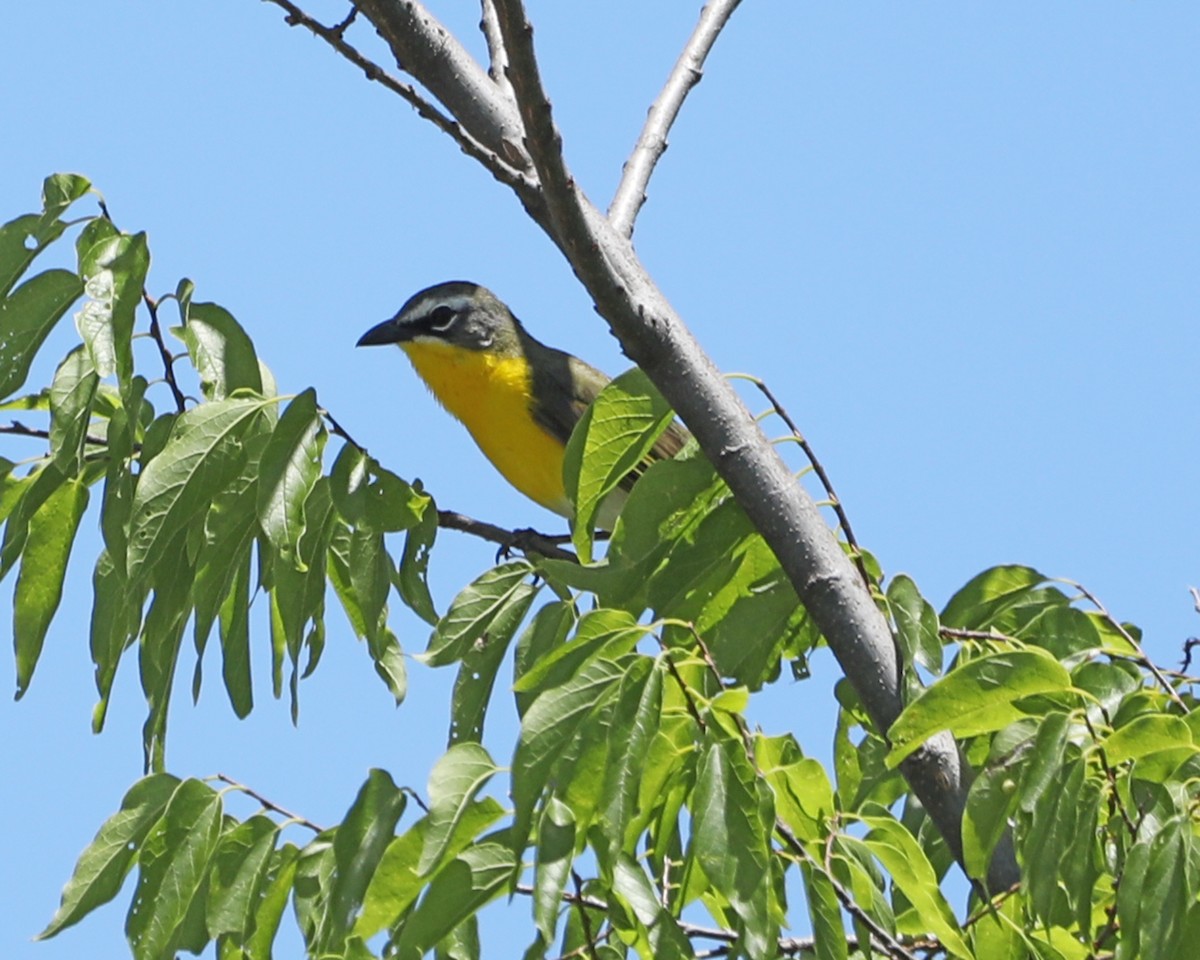 Yellow-breasted Chat - ML620603493