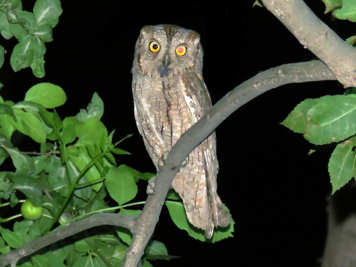 Eurasian Scops-Owl - ML620603495