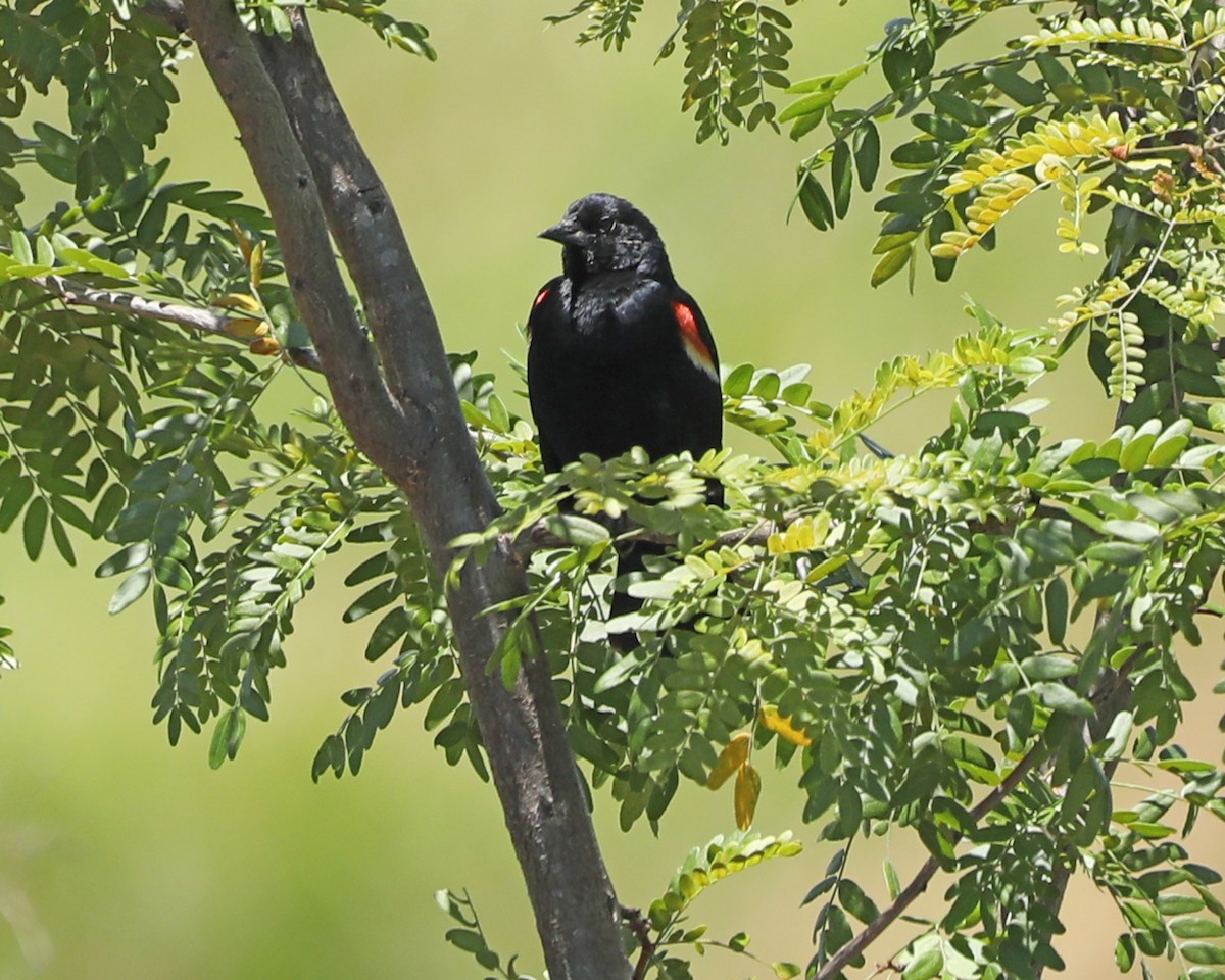 Red-winged Blackbird - ML620603502