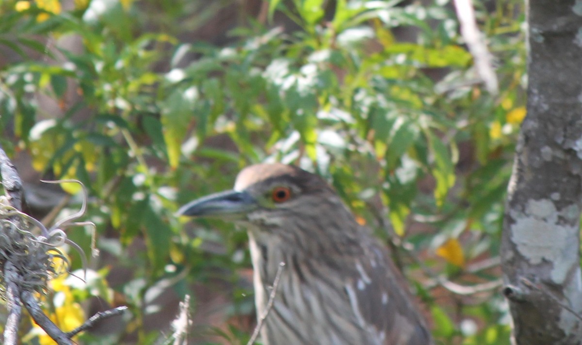 Black-crowned Night Heron - ML620603503