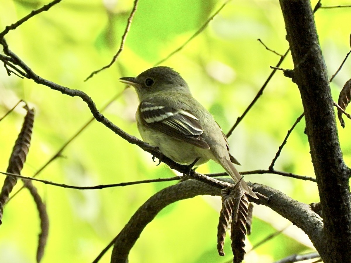 Acadian Flycatcher - Susan Lamberts