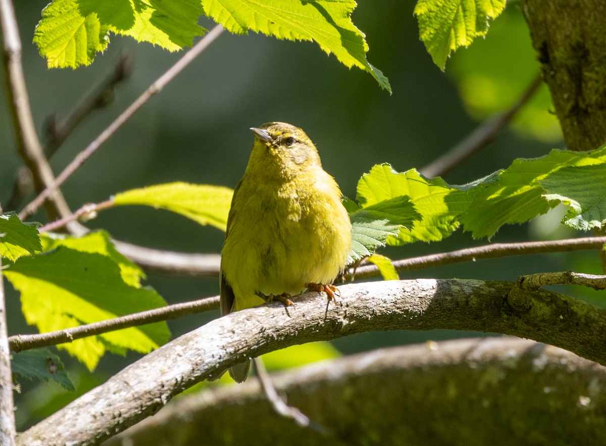 Orange-crowned Warbler (lutescens) - ML620603513