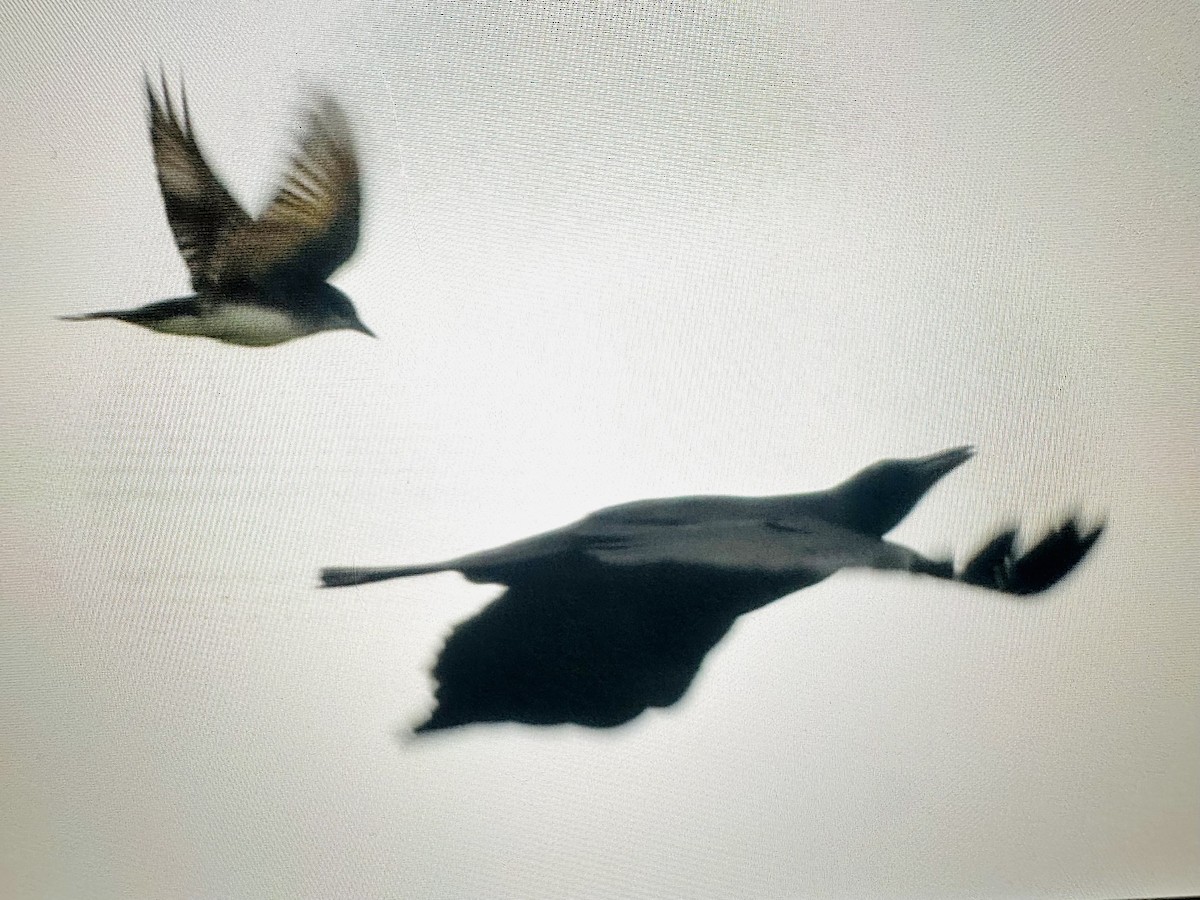 Eastern Kingbird - ML620603515