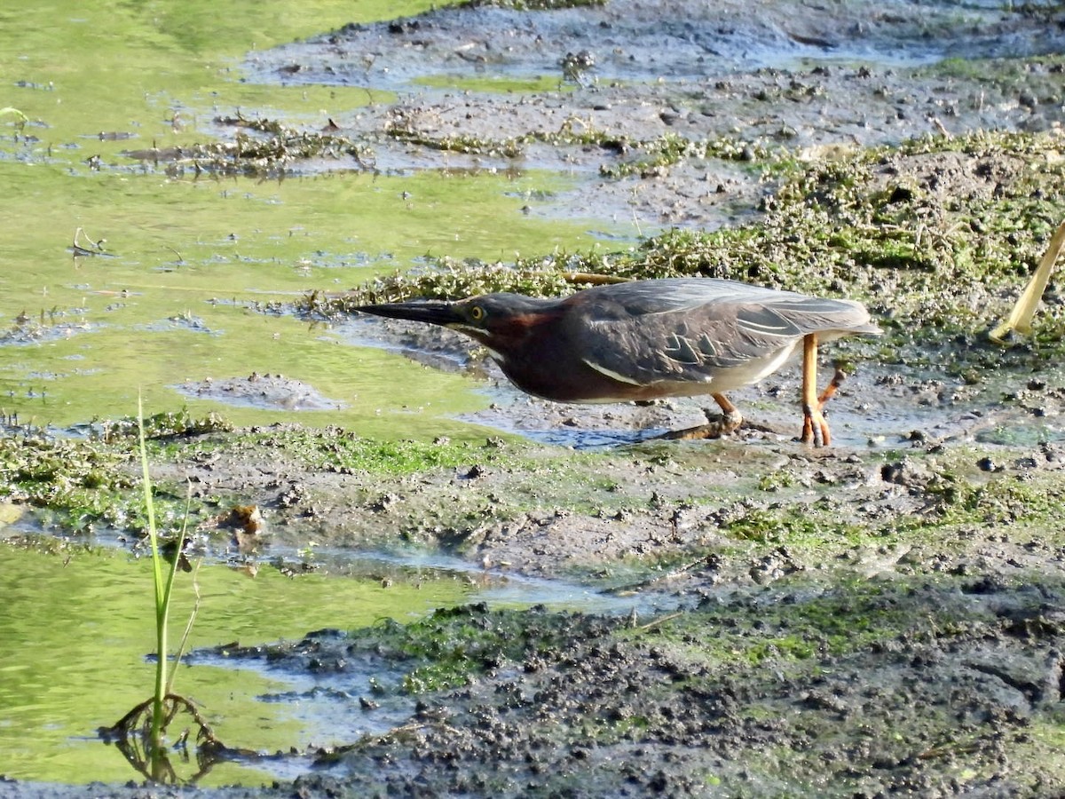 Green Heron - ML620603518