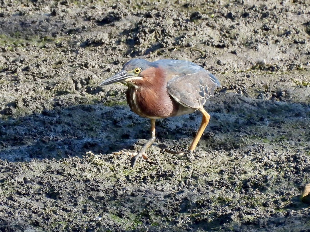 Green Heron - ML620603519