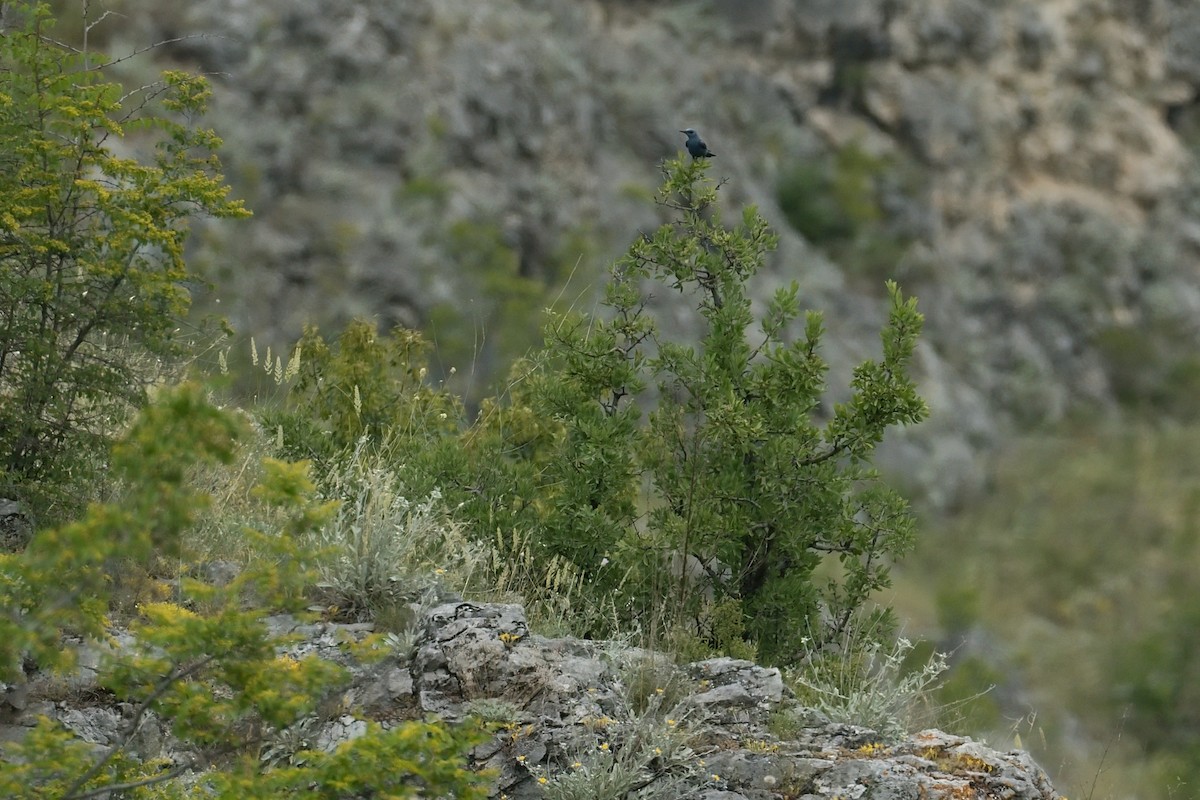 Blue Rock-Thrush - ML620603522