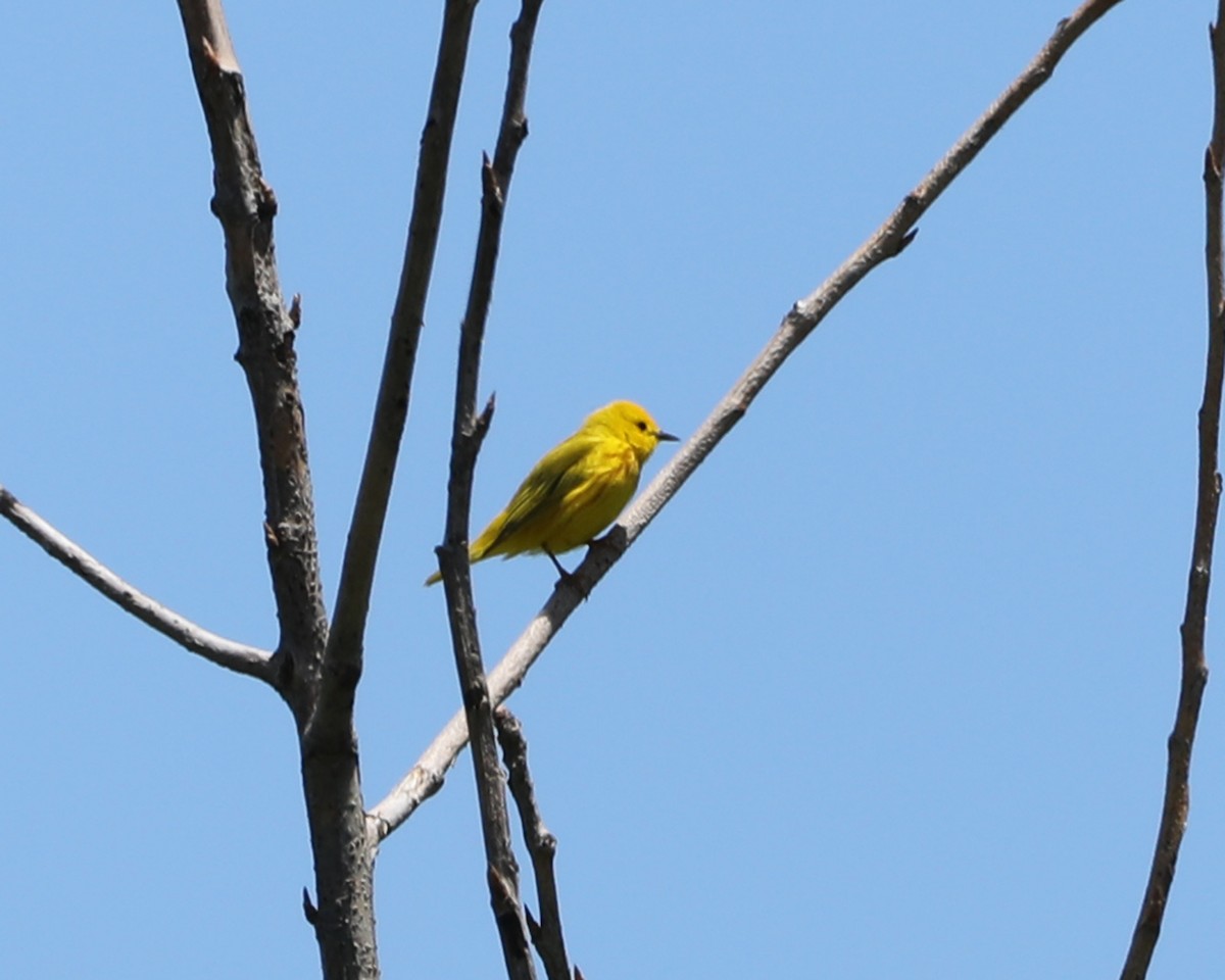 Yellow Warbler - ML620603523
