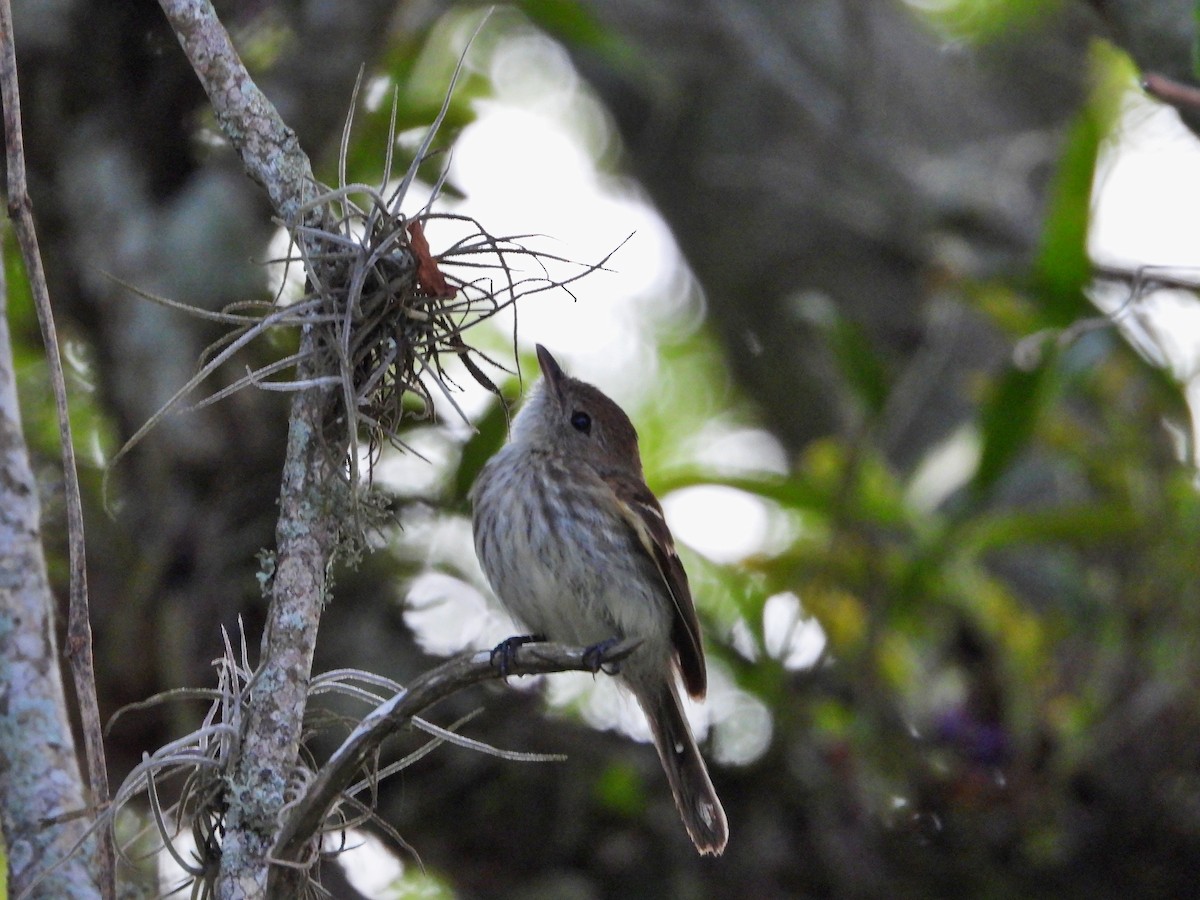 Bran-colored Flycatcher - ML620603527