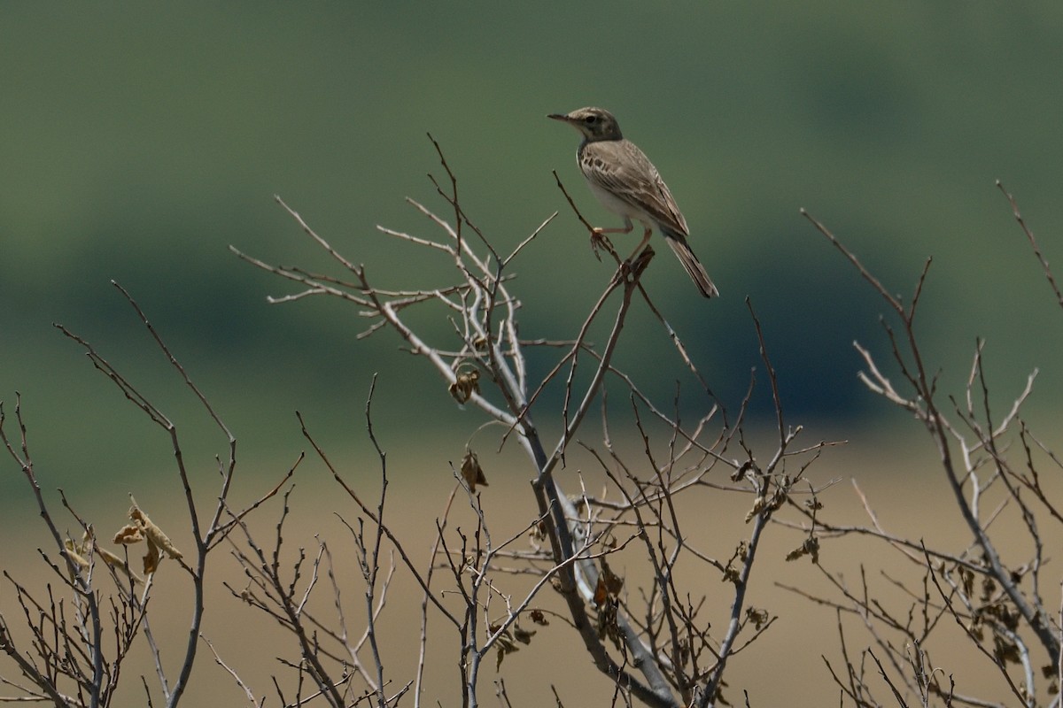 Tawny Pipit - ML620603530