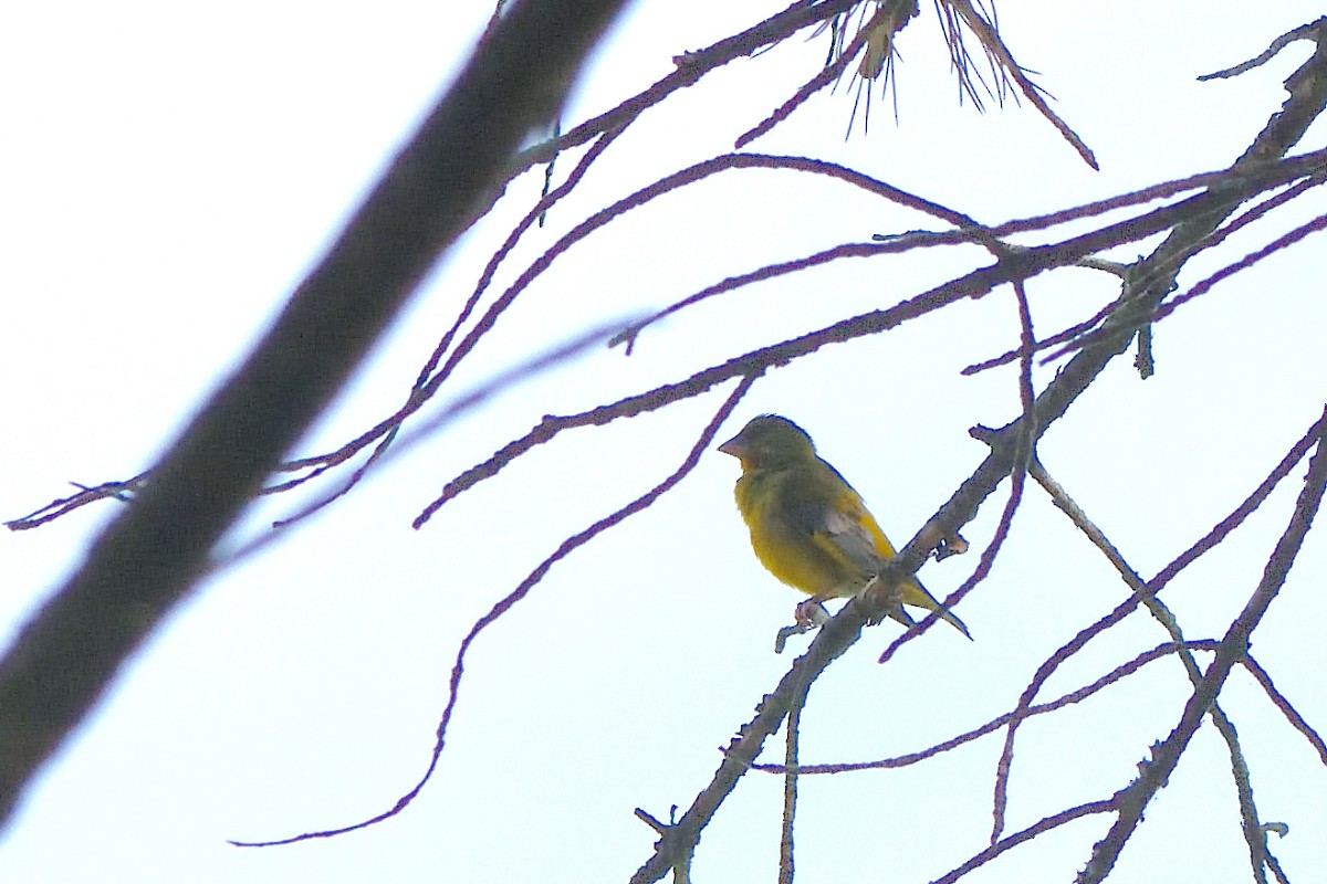 European Greenfinch - Richard Guillet