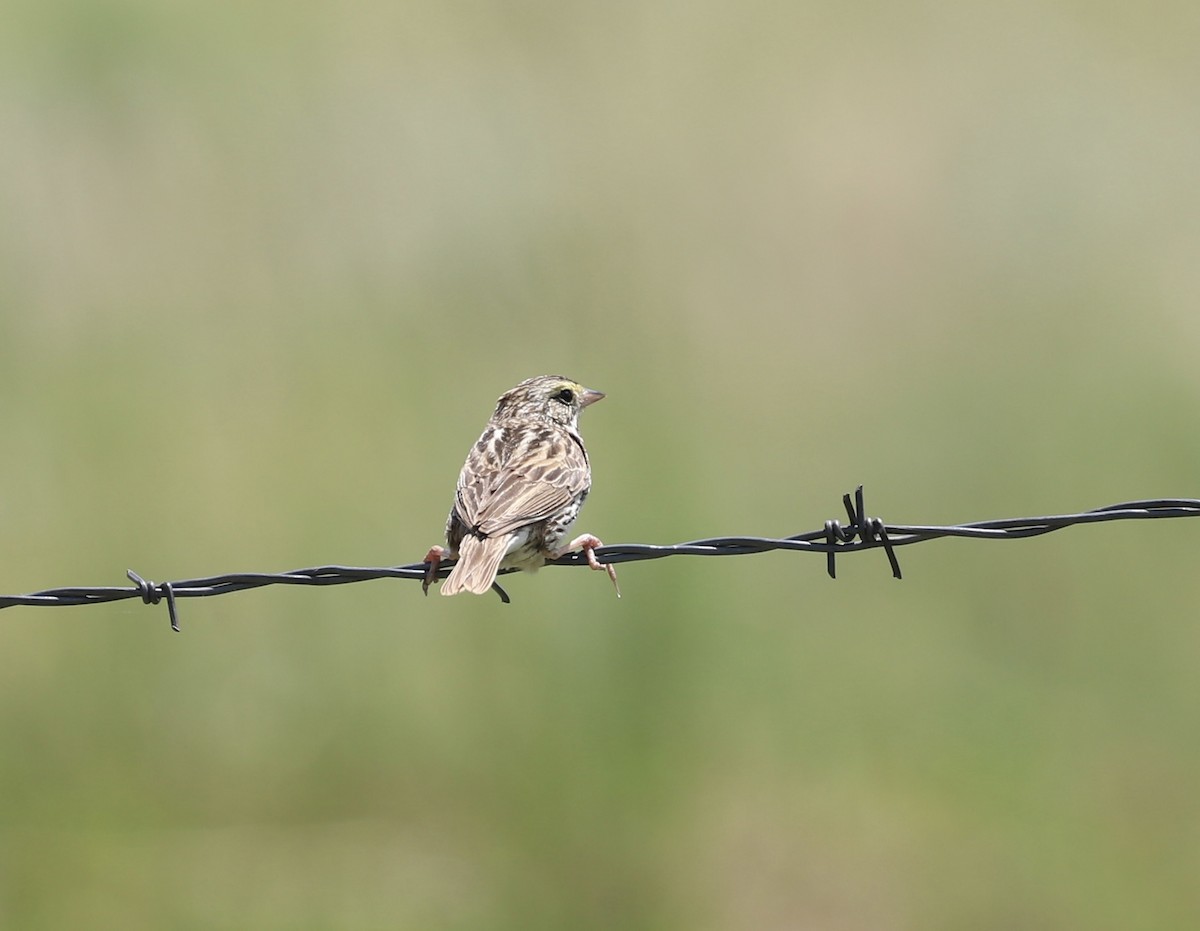 Savannah Sparrow - ML620603535