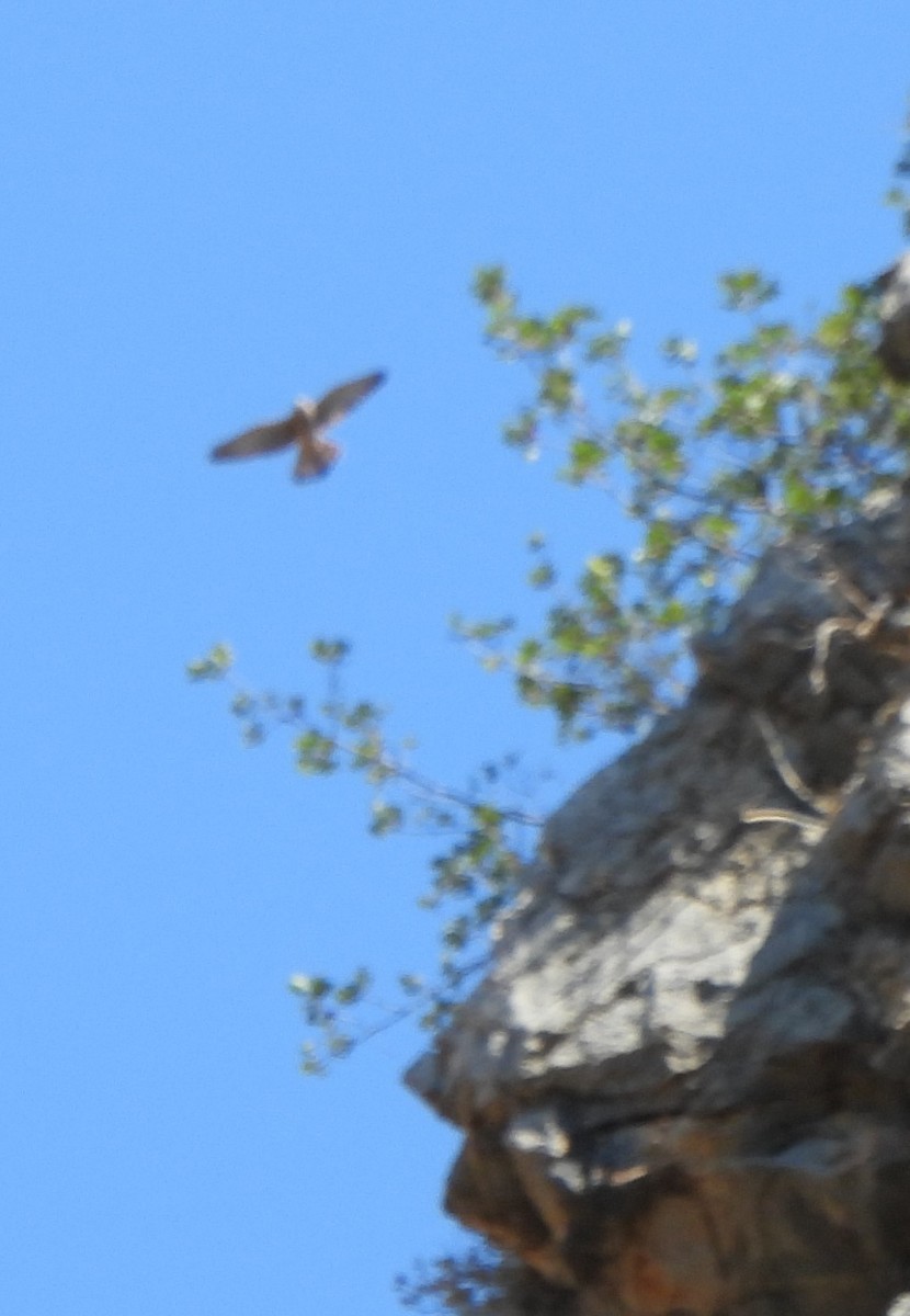 Common Buzzard - ML620603536