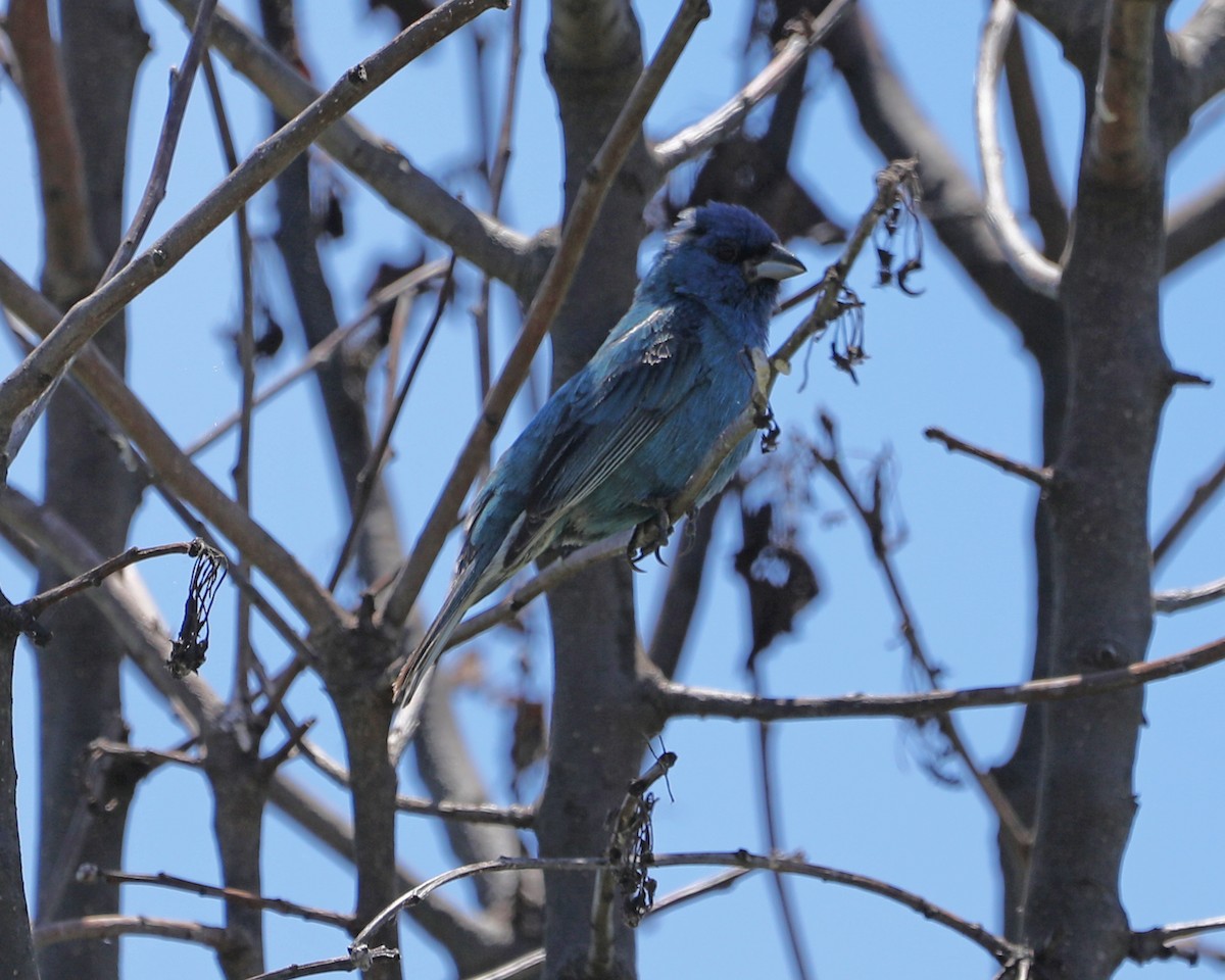 Indigo Bunting - ML620603537