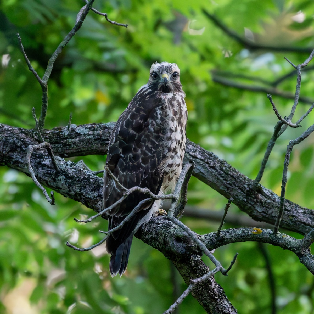 Red-shouldered Hawk - Kevin ODonnell
