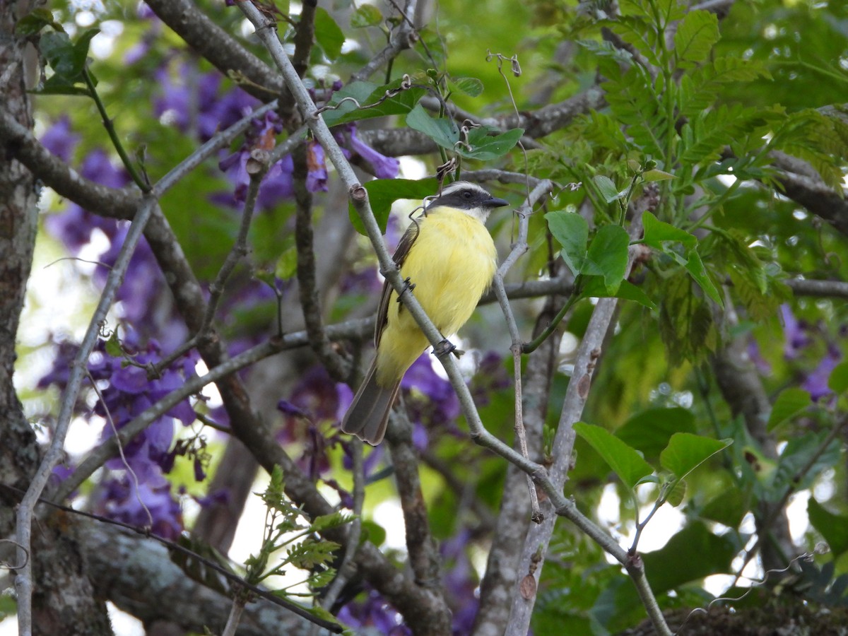 Social Flycatcher - Manuel Pérez R.