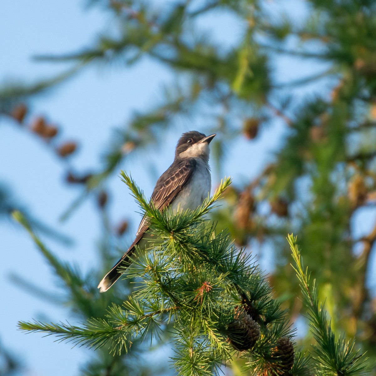 Eastern Kingbird - ML620603567