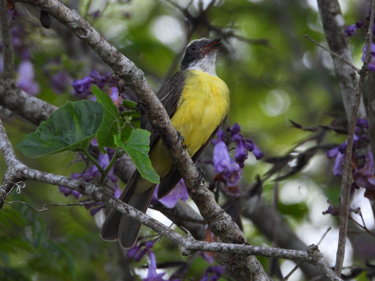 Social Flycatcher - ML620603568