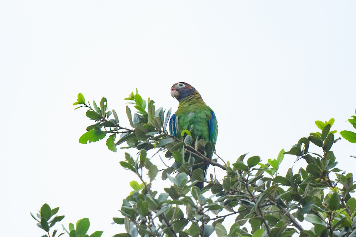 Brown-hooded Parrot - ML620603569