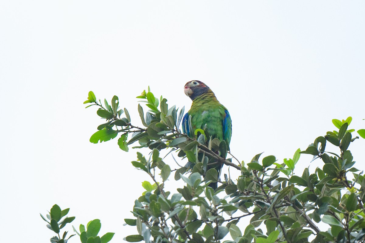 アカミミインコ - ML620603570