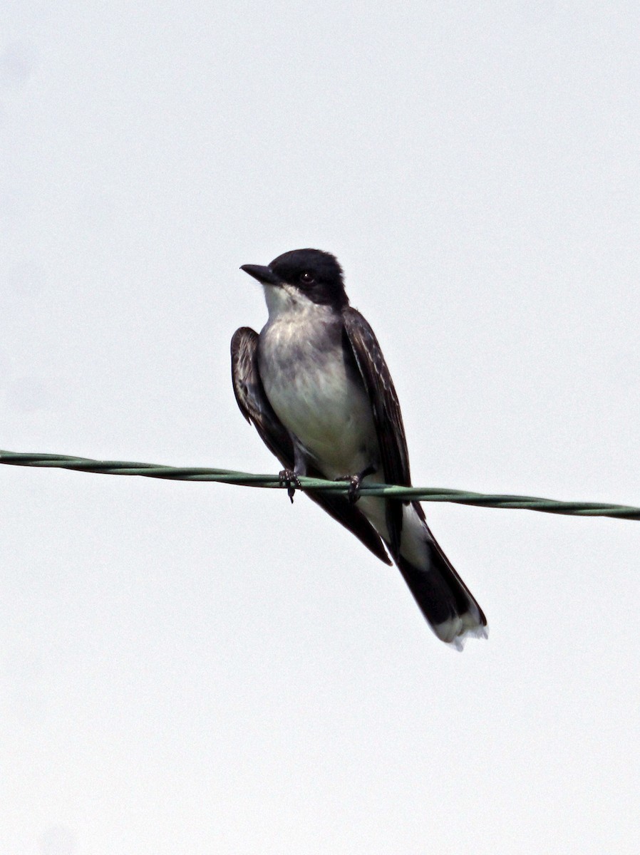 Eastern Kingbird - ML620603572