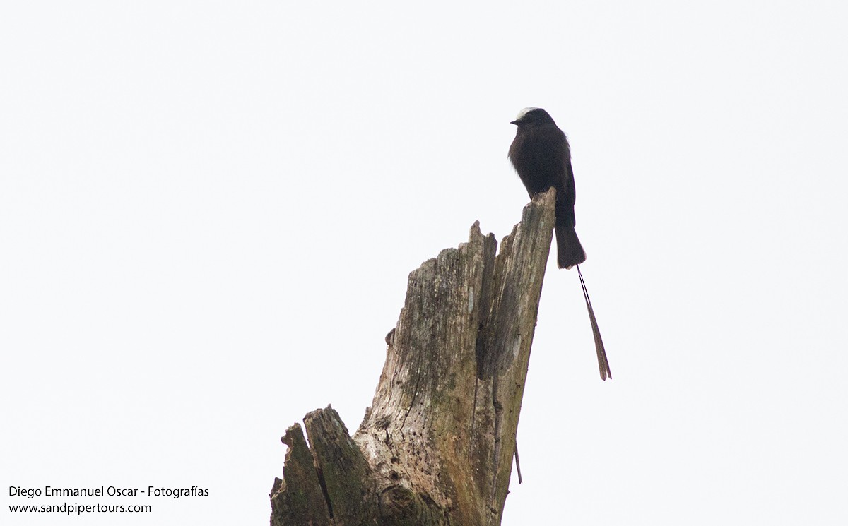 Long-tailed Tyrant - ML620603573