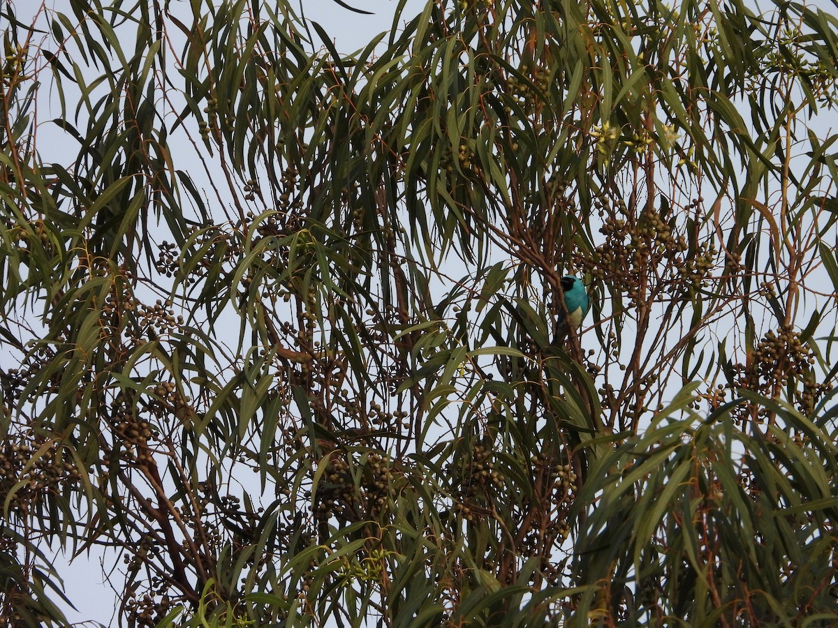 Swallow Tanager - ML620603575