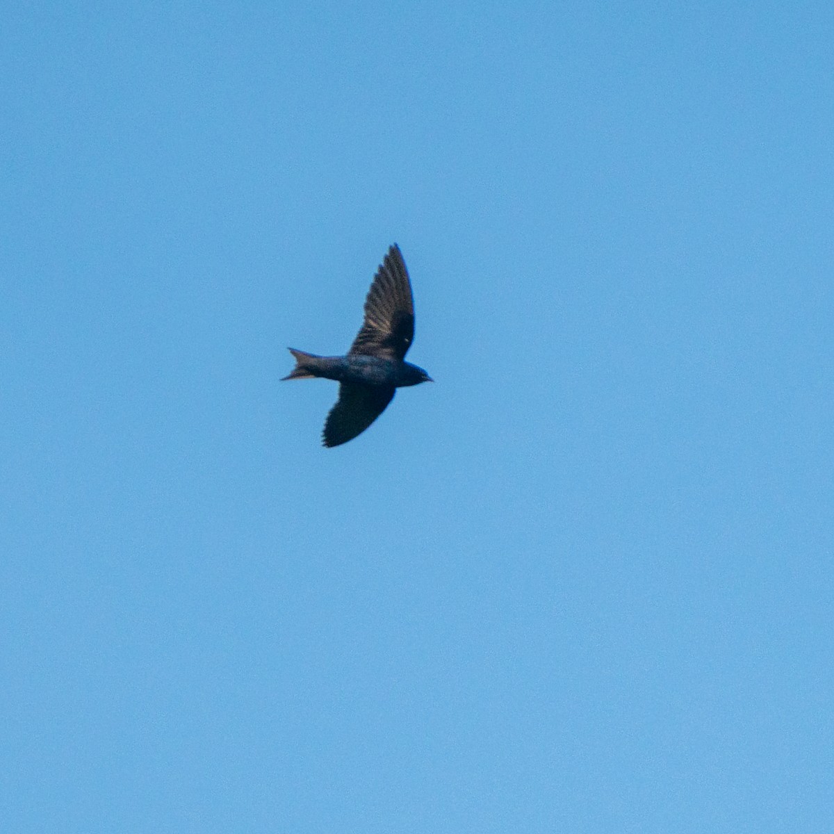 Purple Martin - ML620603578