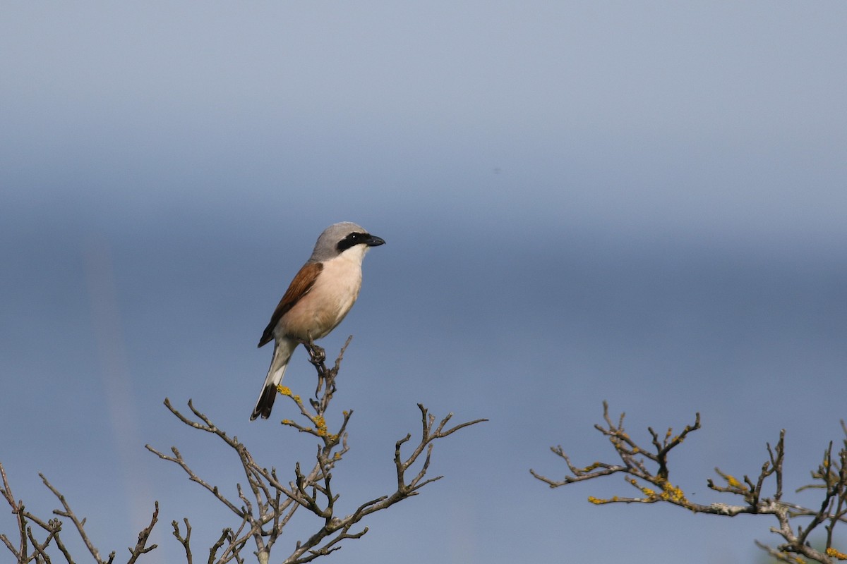 Red-backed Shrike - ML620603580