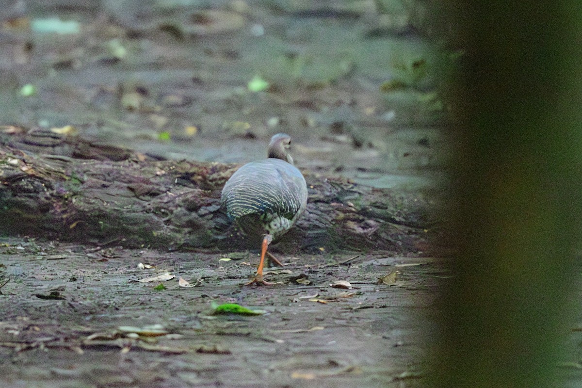 Thicket Tinamou - ML620603583