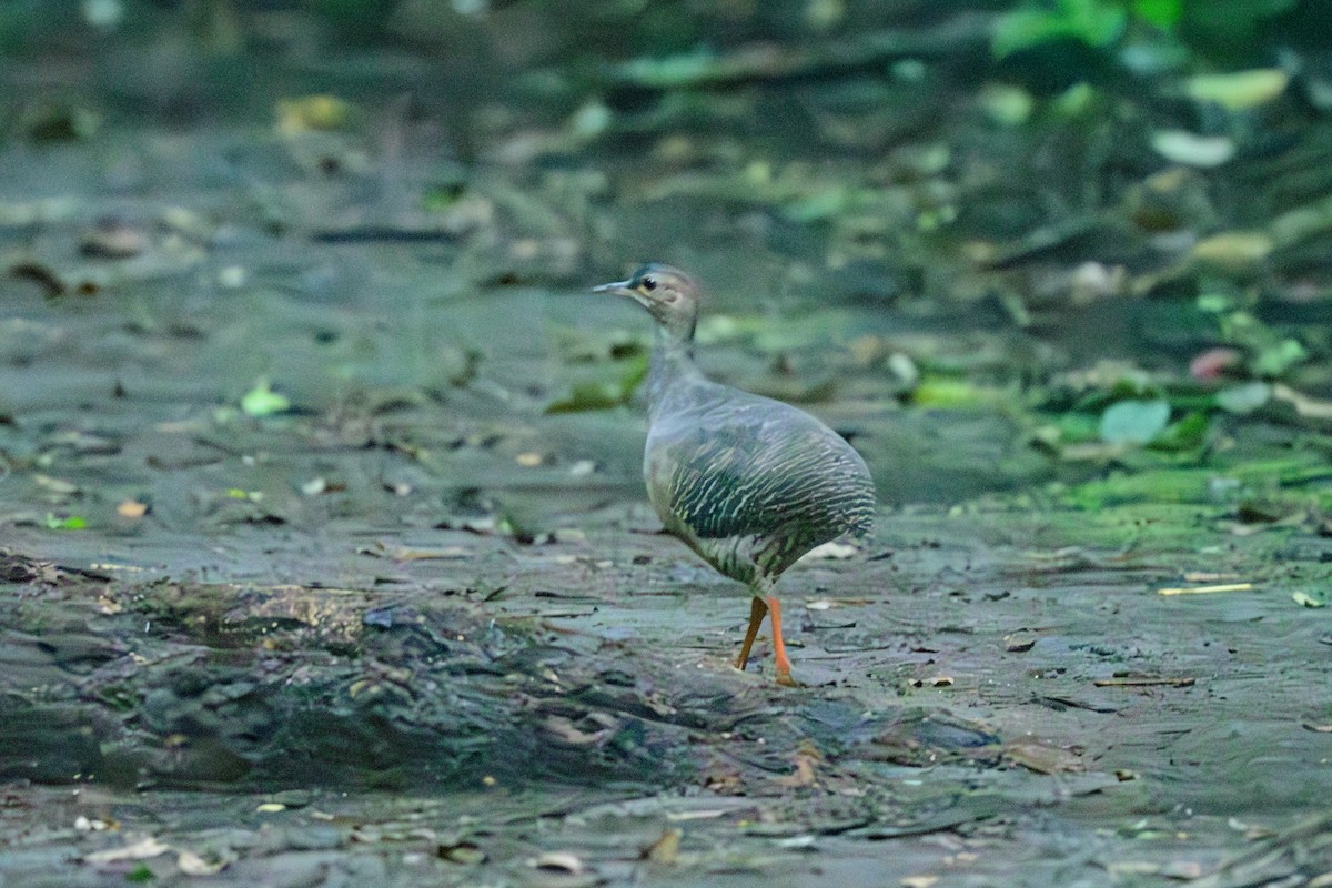 tinama skořicová - ML620603584