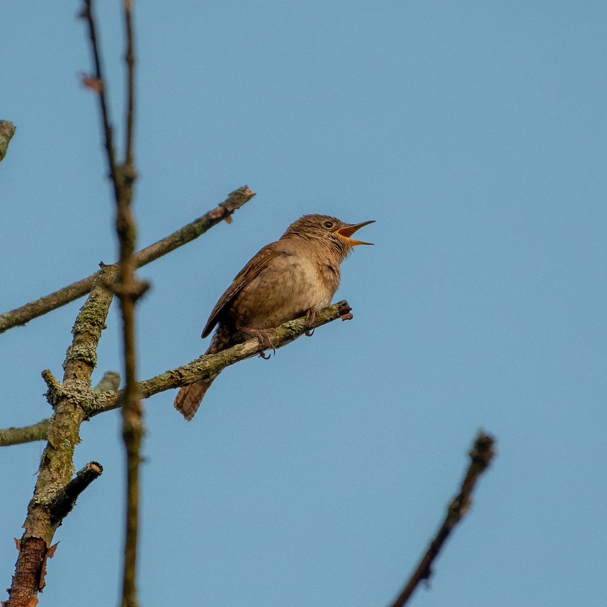 House Wren - ML620603591