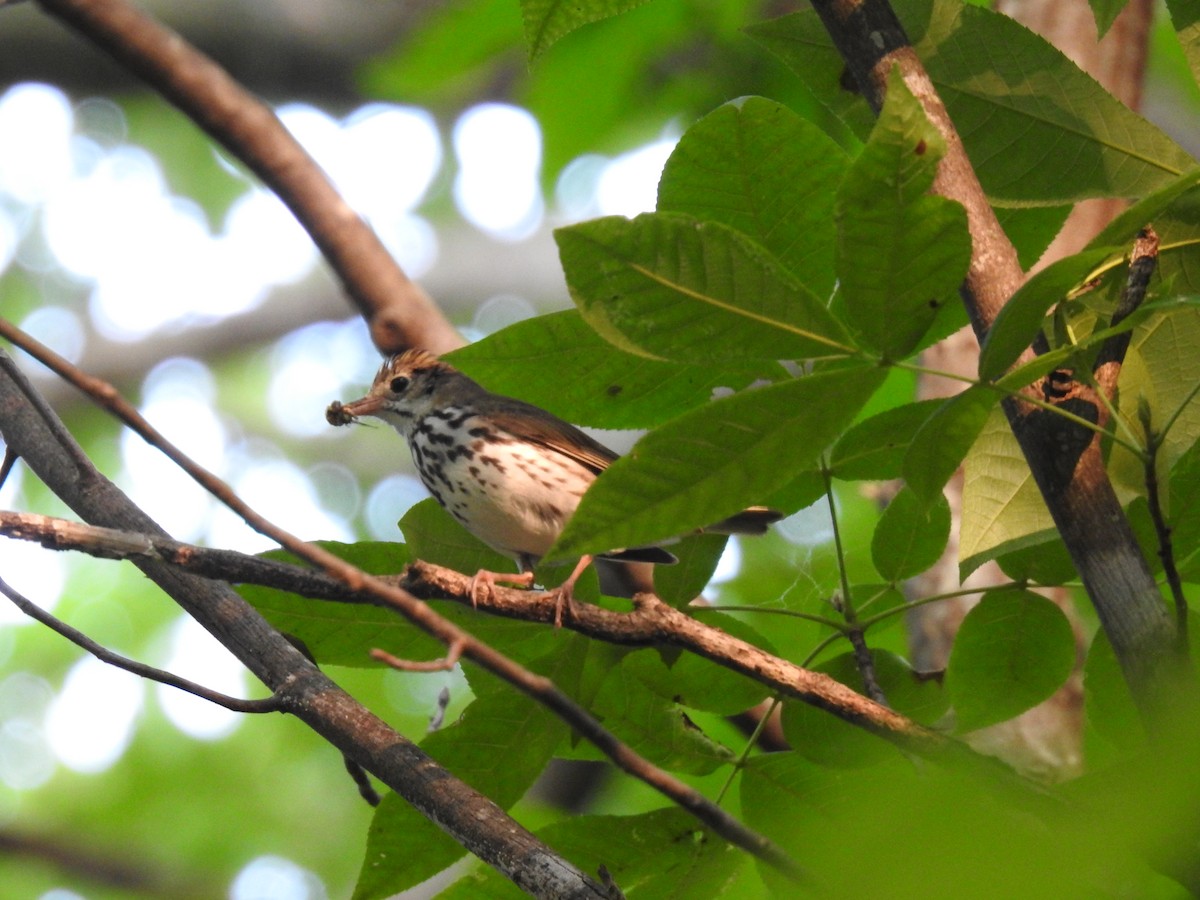 Ovenbird - Andrew Durso