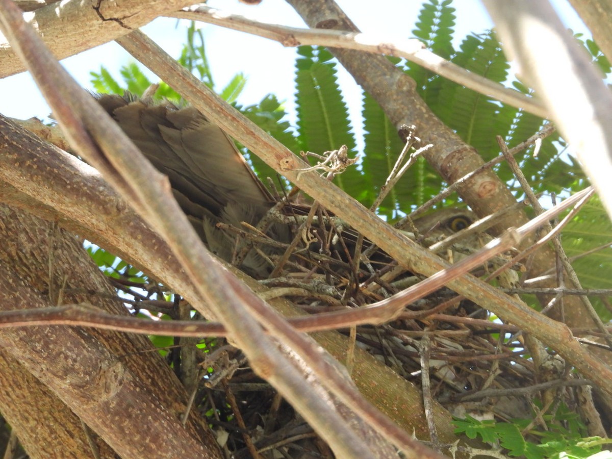 Bahama Mockingbird - Yaro Rodriguez