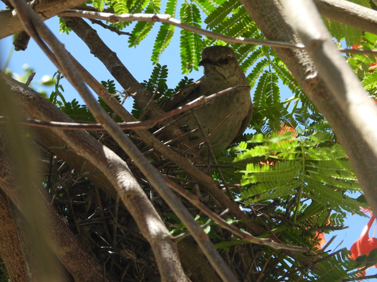 Bahama Mockingbird - ML620603595